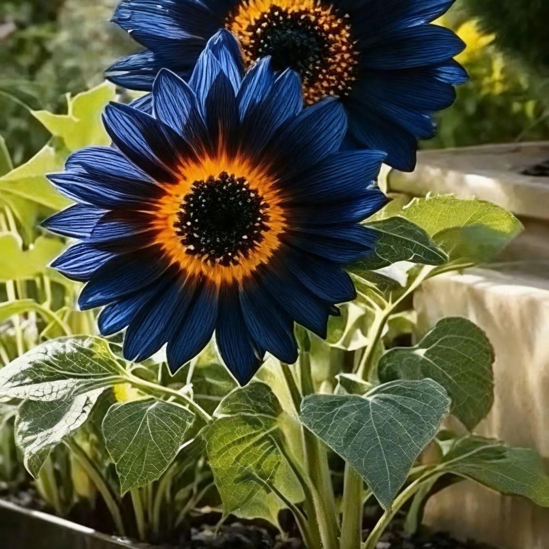 Blue Flame Sunflower
